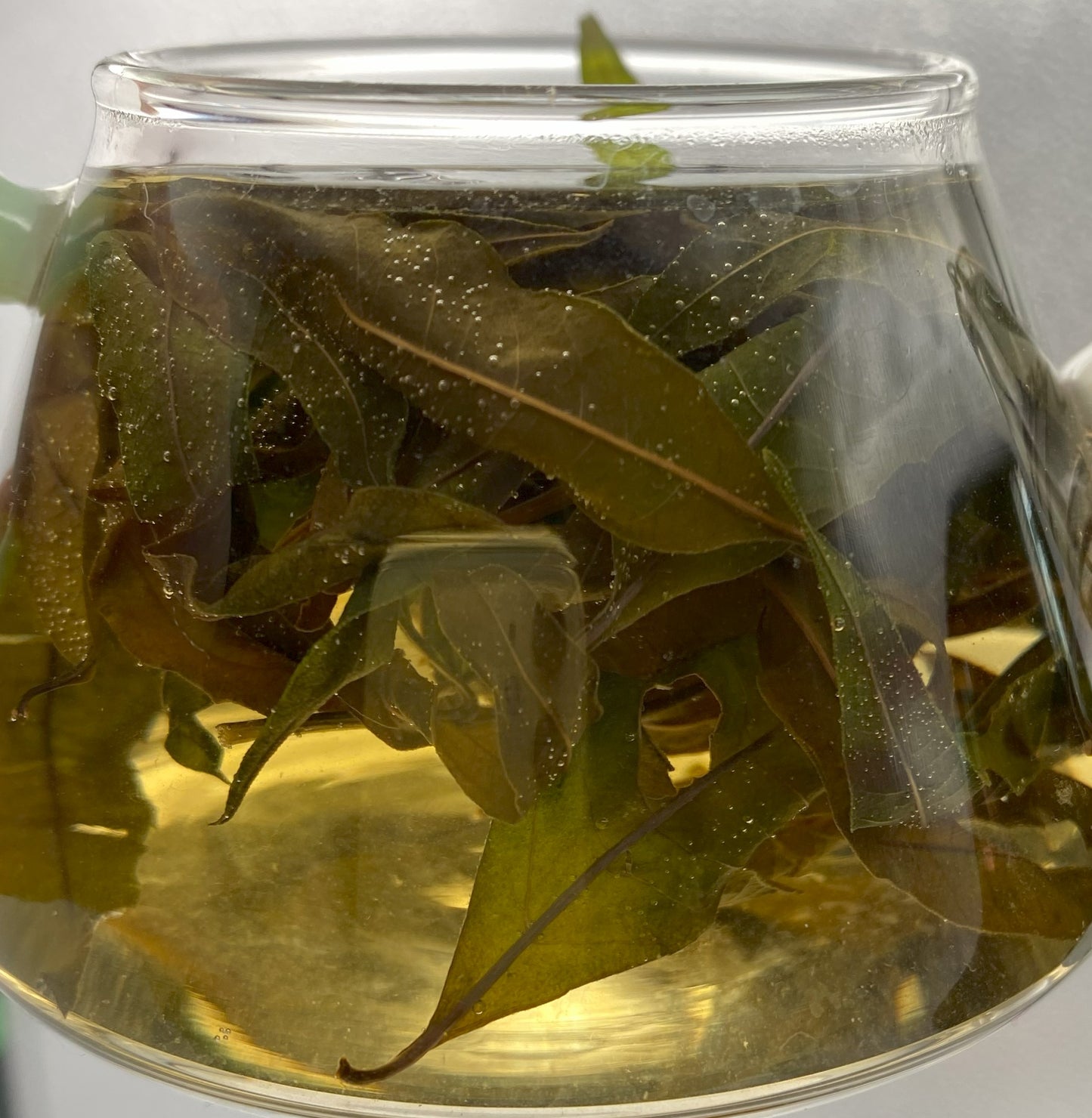 "Nepali Lemon Verbena" Organic