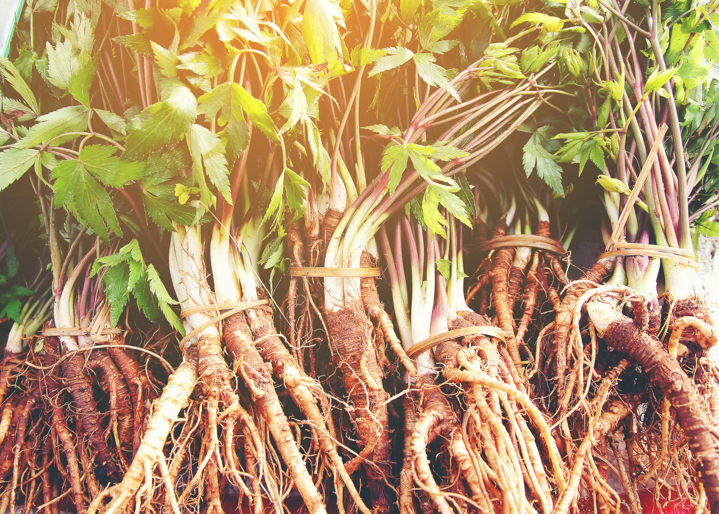 American Ginseng - Shade-Grown Culinary Grade Powder
