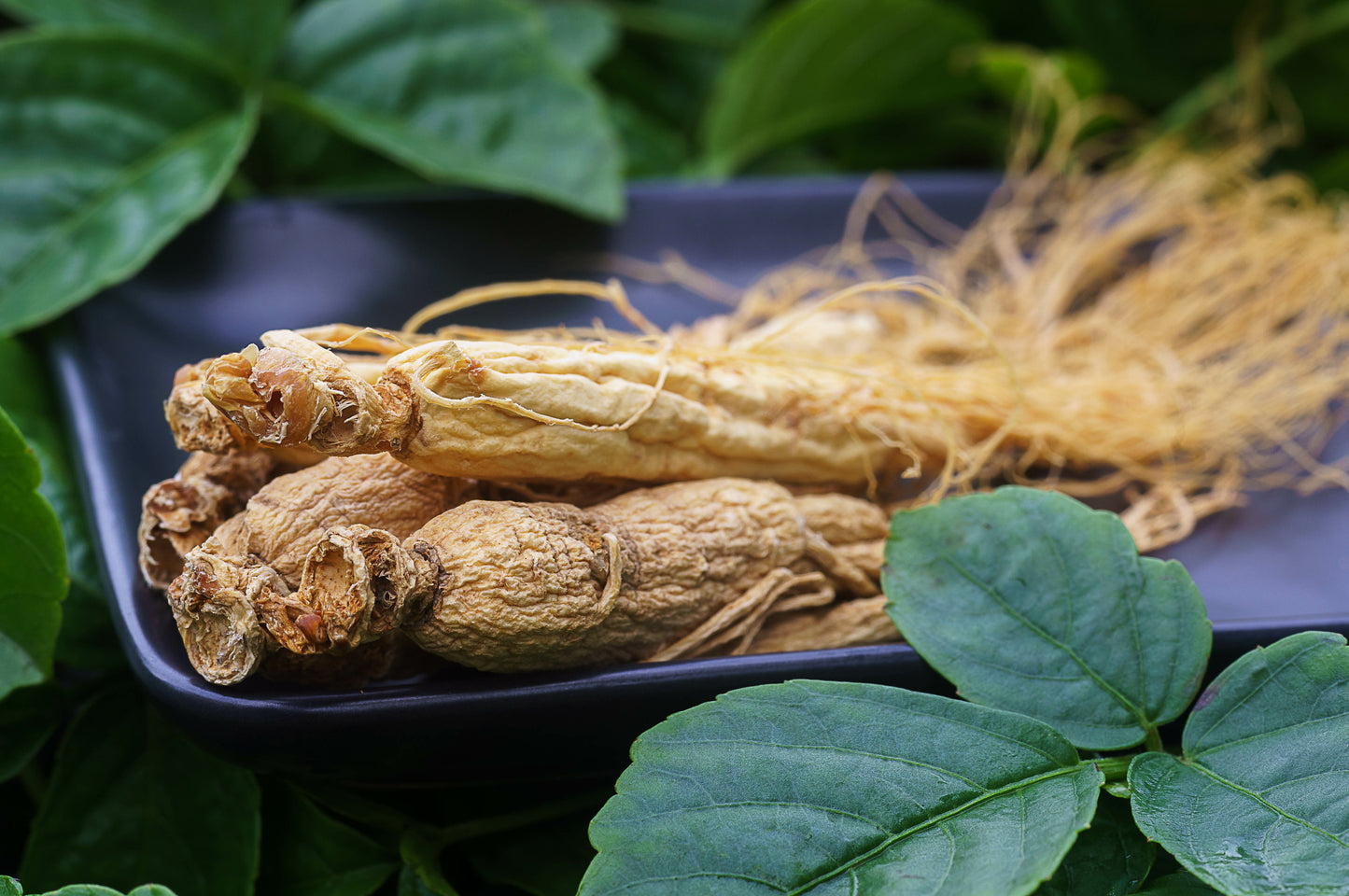 American Ginseng - Wild-Simulated, Ceremonial Grade Powder
