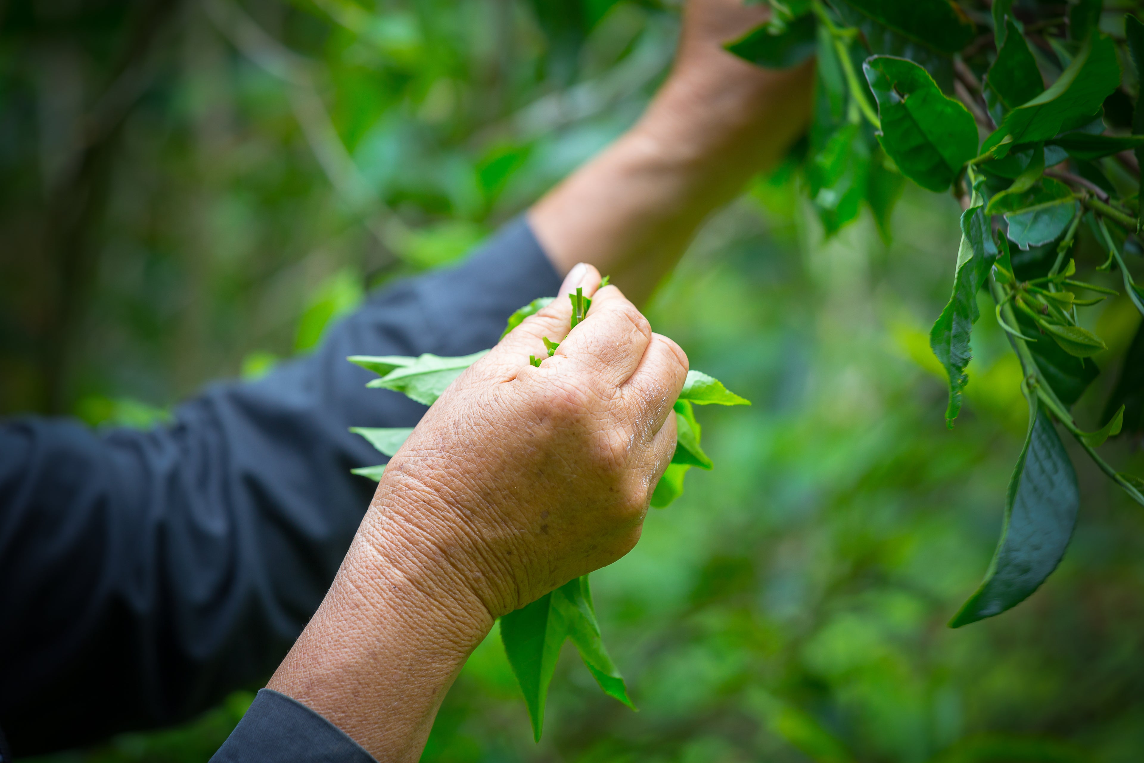 Acala Tea Co