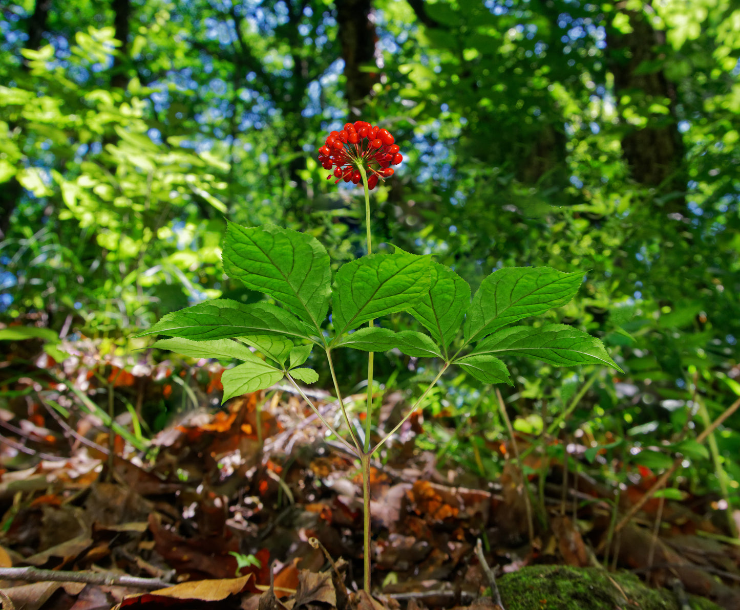 American Ginseng - Black Leaf